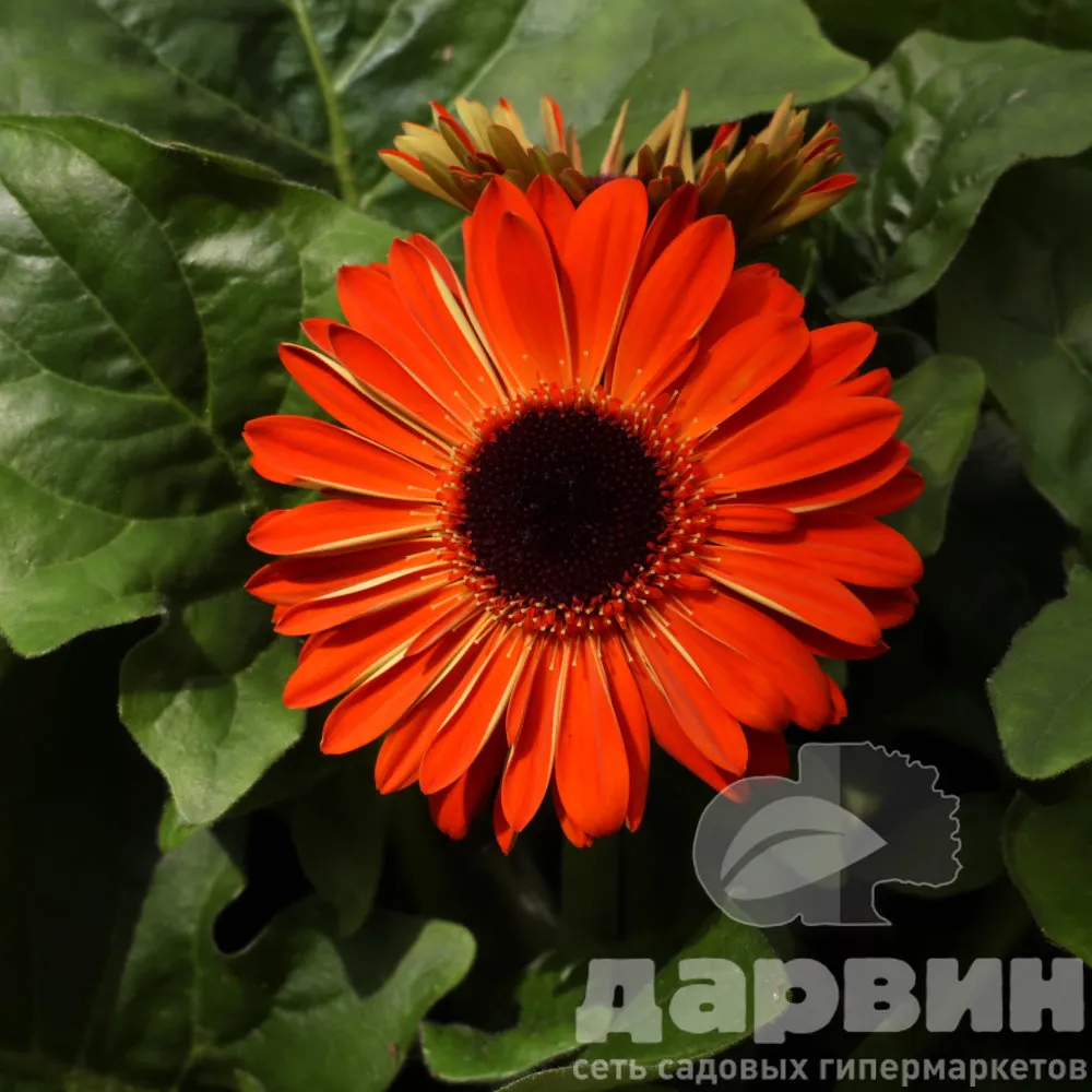 Гербера в ассортименте d13 bix 