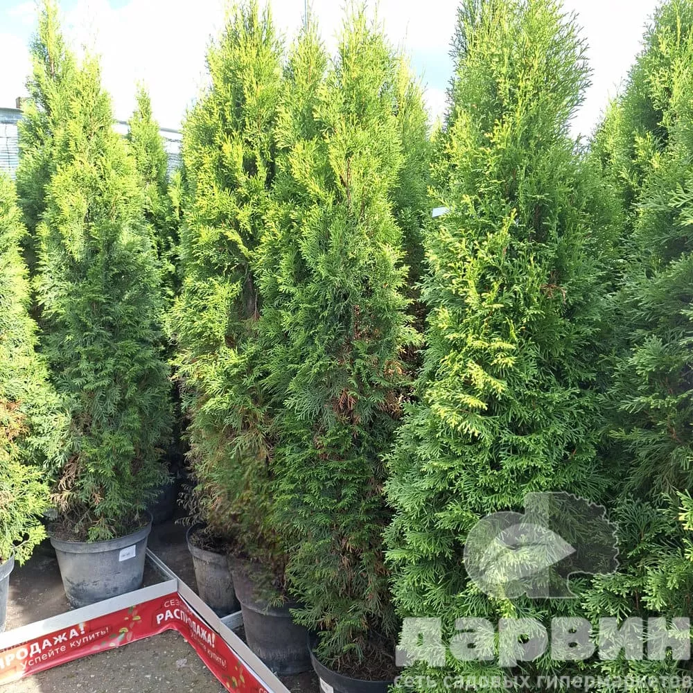 Туя западная Смарагд