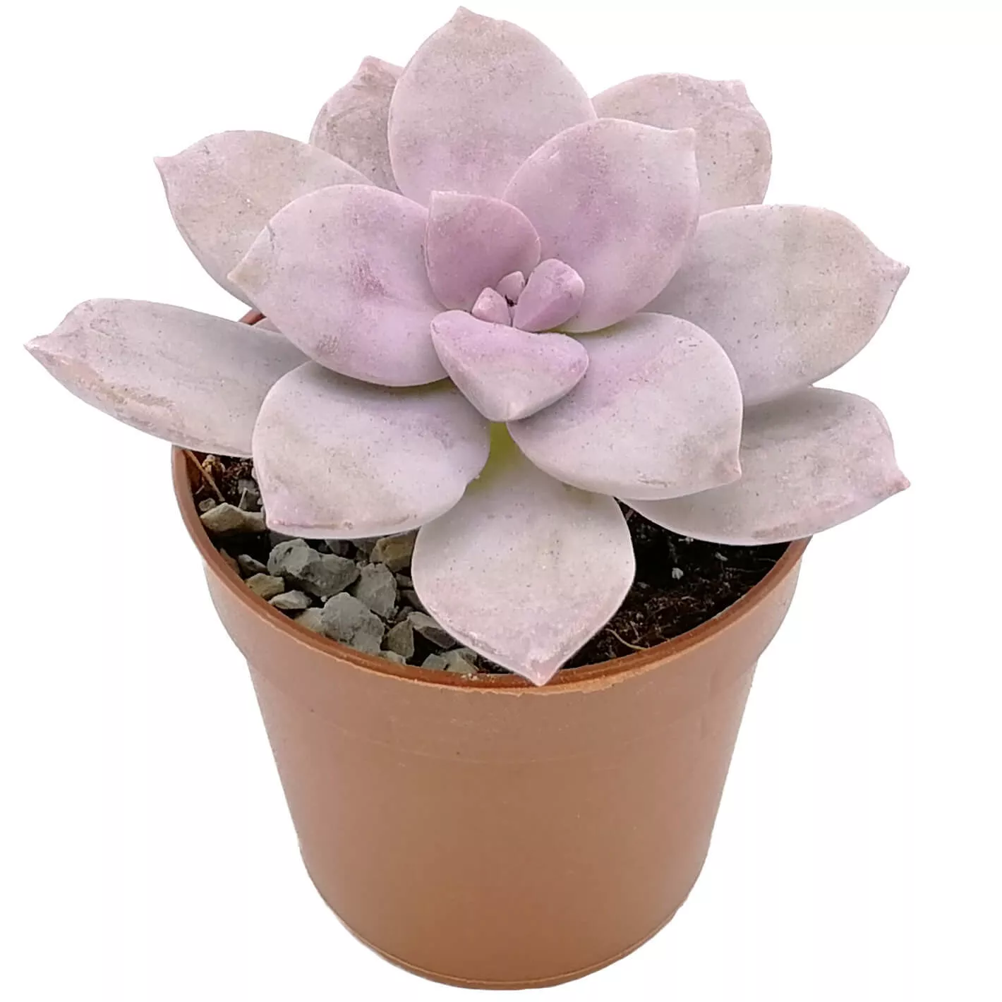 Граптоверия d7 