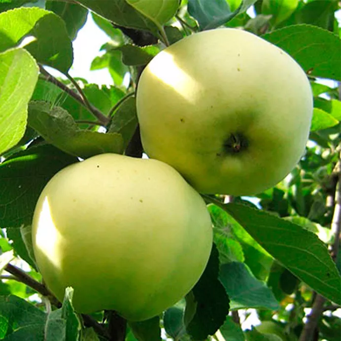 Яблоня Антоновка поздн v7 80-100 Tim 