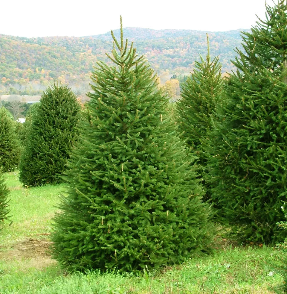 Ель обыкновенная 60-80 