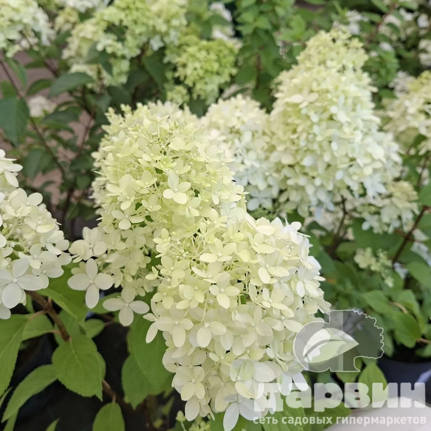 Гортензия метельчатая Мэджикал Лайм Спаркл C5 FD  