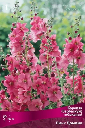 Корневище Коровяк (Вербаскум) гибридный Пинк Домино 1 штПоиск 
