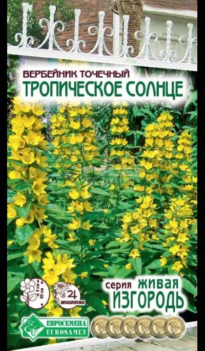 ОсновноеИзображение