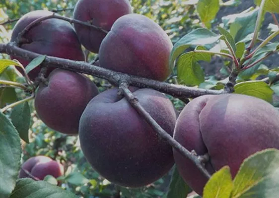 Абрикос Черный бархат С10 Н120-140 ЦО 