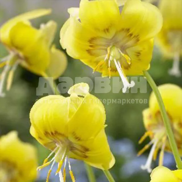 Луковица Эритрониум Пагода HBM 3шт/уп 