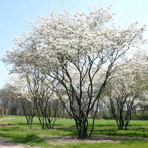 Ирга ламарка C35 150-175CM TW 