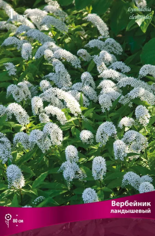 Корневище Вербейник  ландышевый 1шт. Поиск 