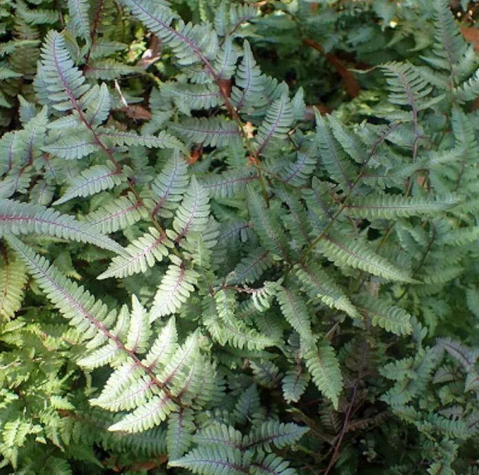 Корневище Папоротники Кочедыжник японский Пьютер Лейс 1шт. Поиск 