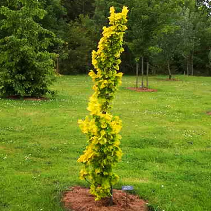 Вяз голландский Wredei C7szcz. BL 2017 