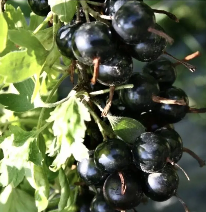 Смородина золотистая Ида С2 ЦО 