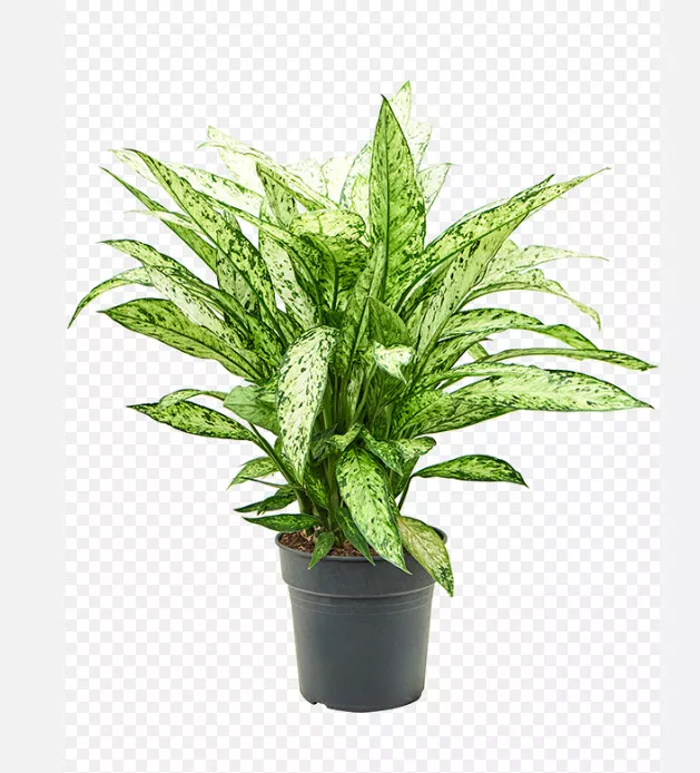 Диффенбахия Везувий  d12 h50 ХР 