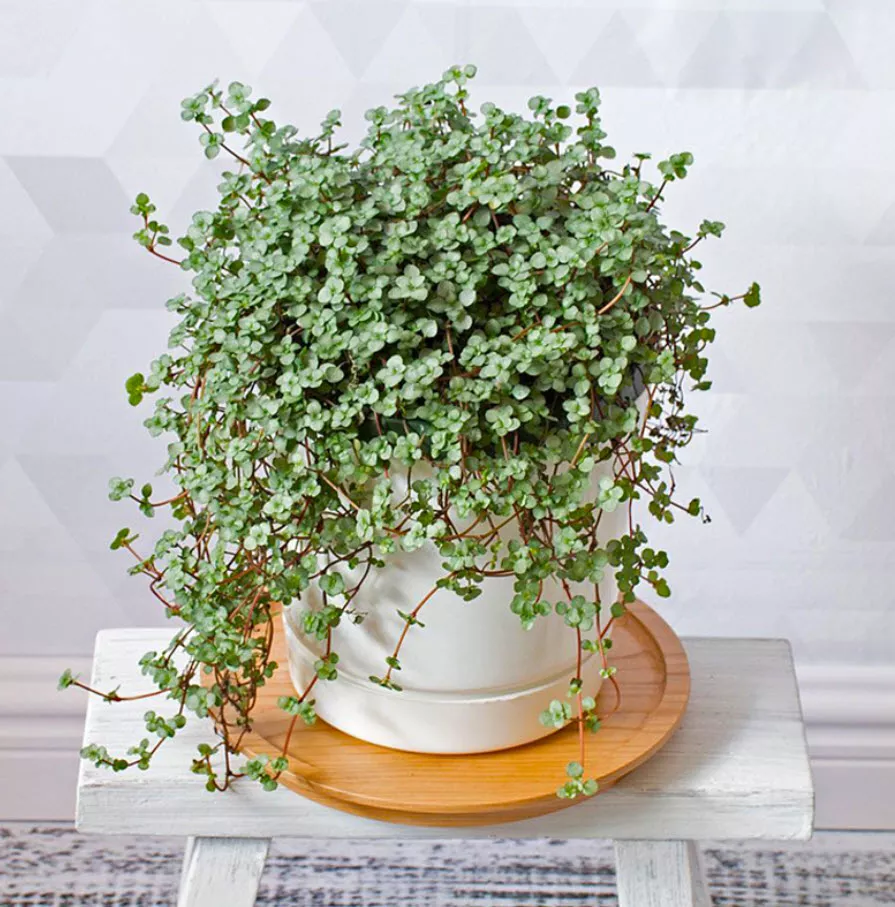 Пилея сизолистная кашпо d15 ХР 