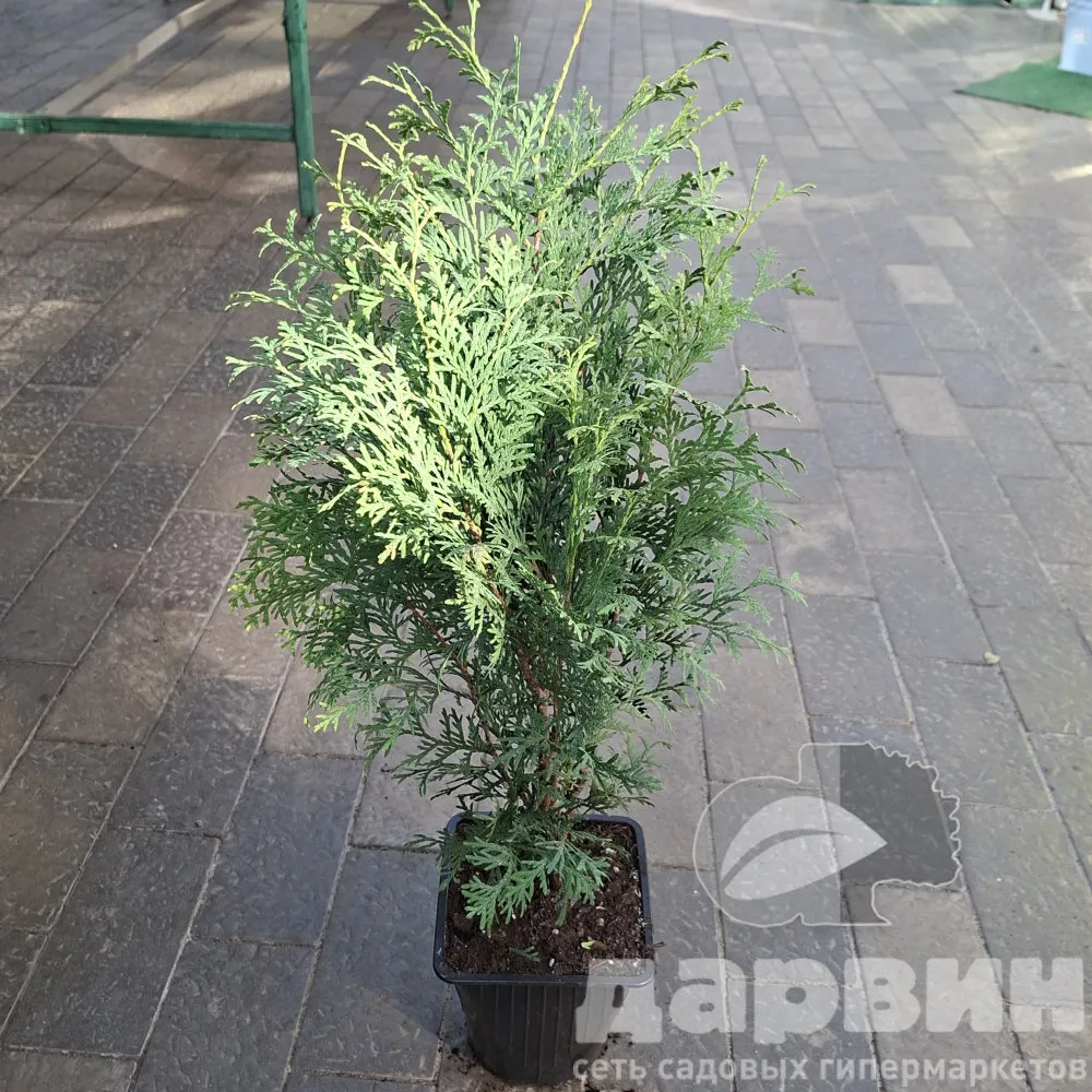 Туя западная Пирамидалис Компакта v2 Lav 
