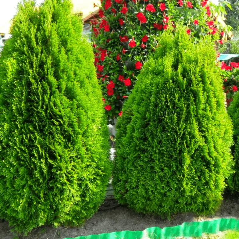 Туя западная Смарагд  C12/15 120-140 Bor 