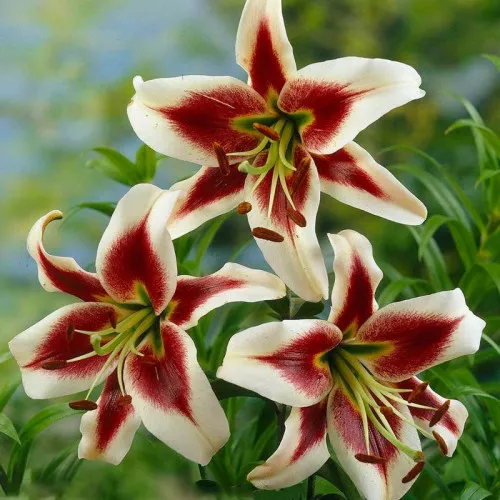 Луковица Лилия Беверли Дрим ОТ-гибрид  12/14  1 шт 