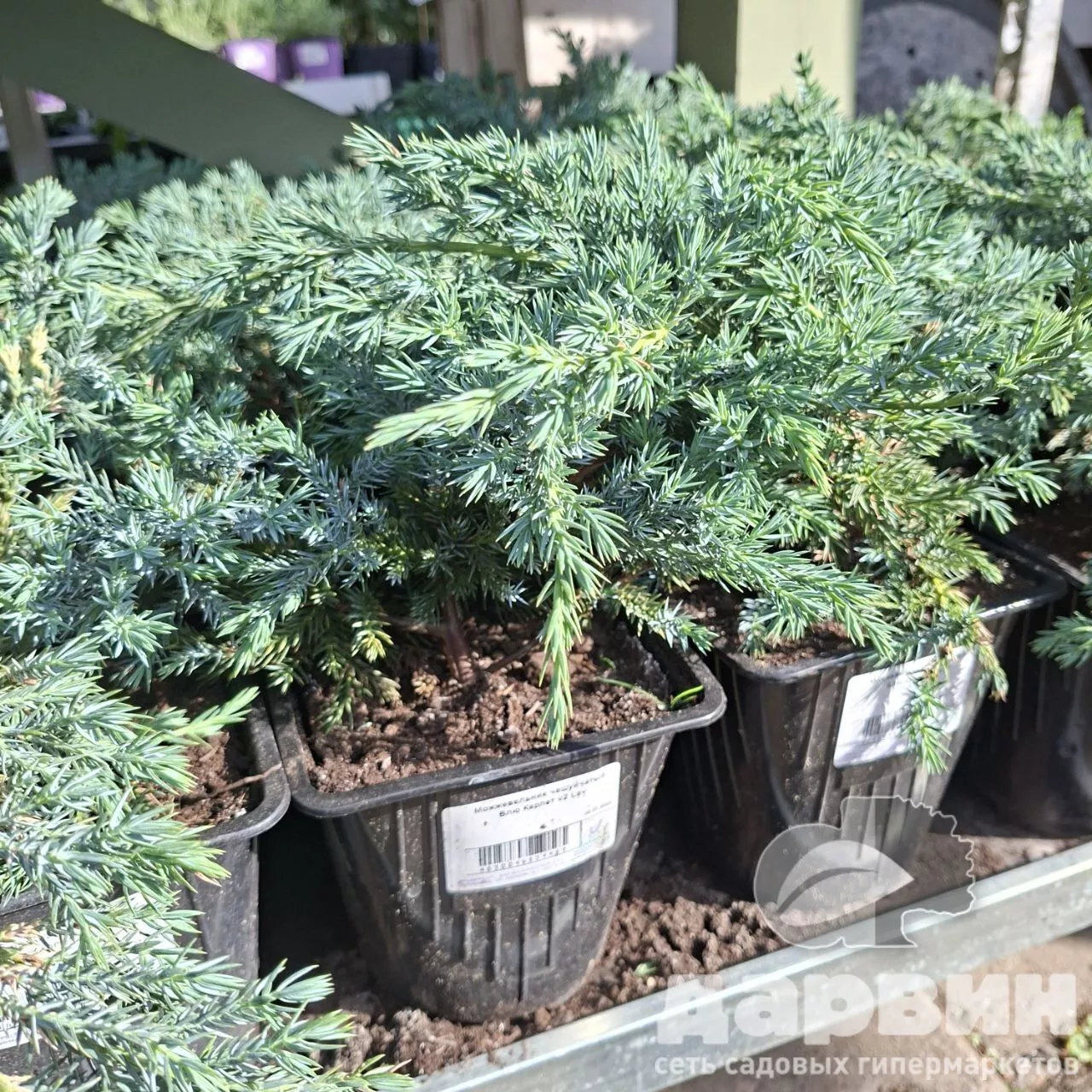 Можжевельник чешуйчатый Блю Карпет v2 Lav 