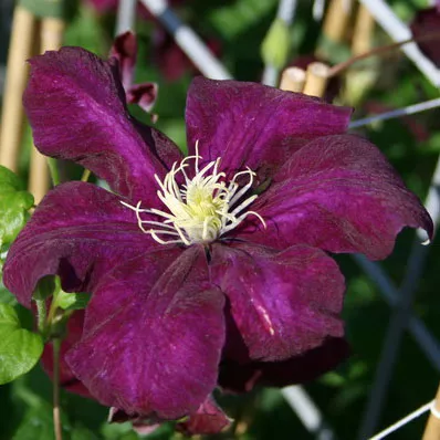 Клематис Монте Казино v2 