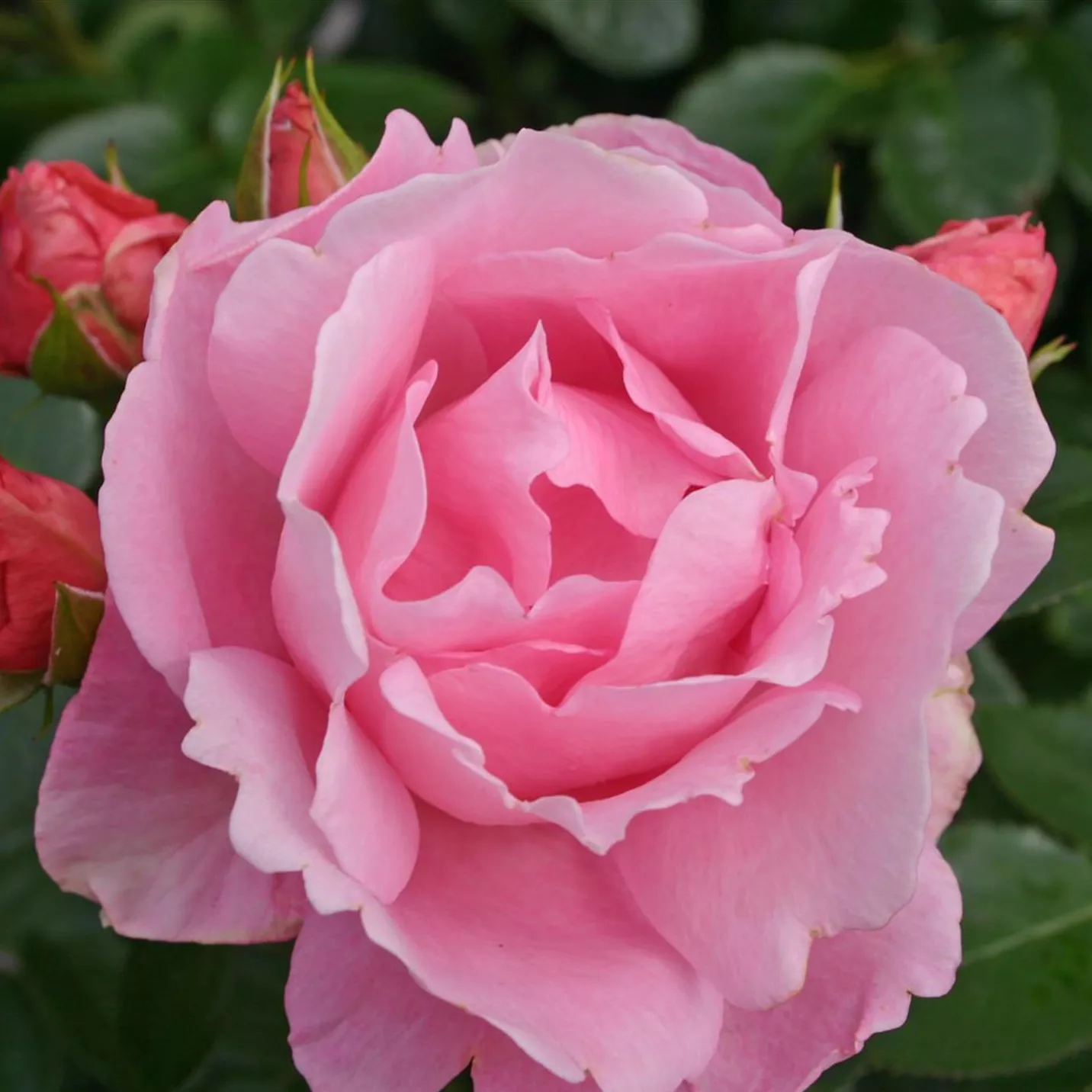 Роза флорибунда Поэтри штамб v11 90см Dem 