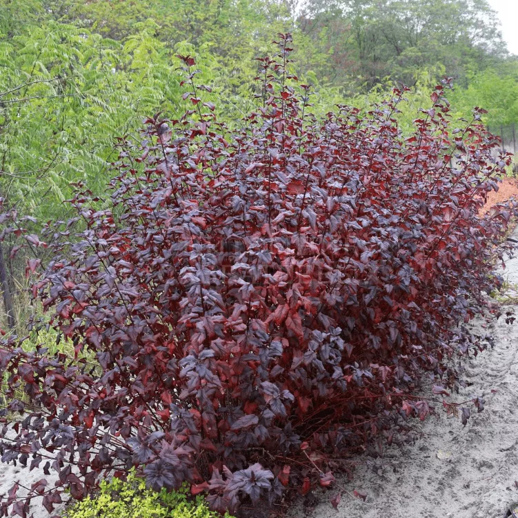 Пузыреплодник калинолистный Леди ин Ред v20 h40-80 Tim 