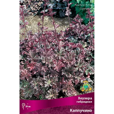 Гейхера гибридная Каппучино I 1шт Поиск 
