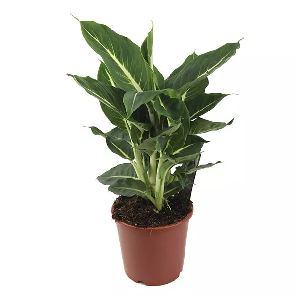 Диффенбахия Грин Меджик d12  h40 