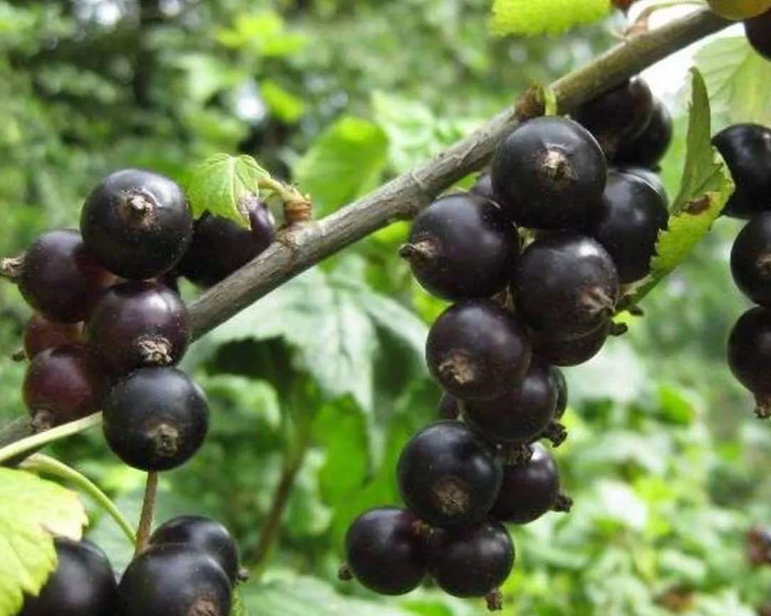 Смородина Суйга, черная v3 ХР 