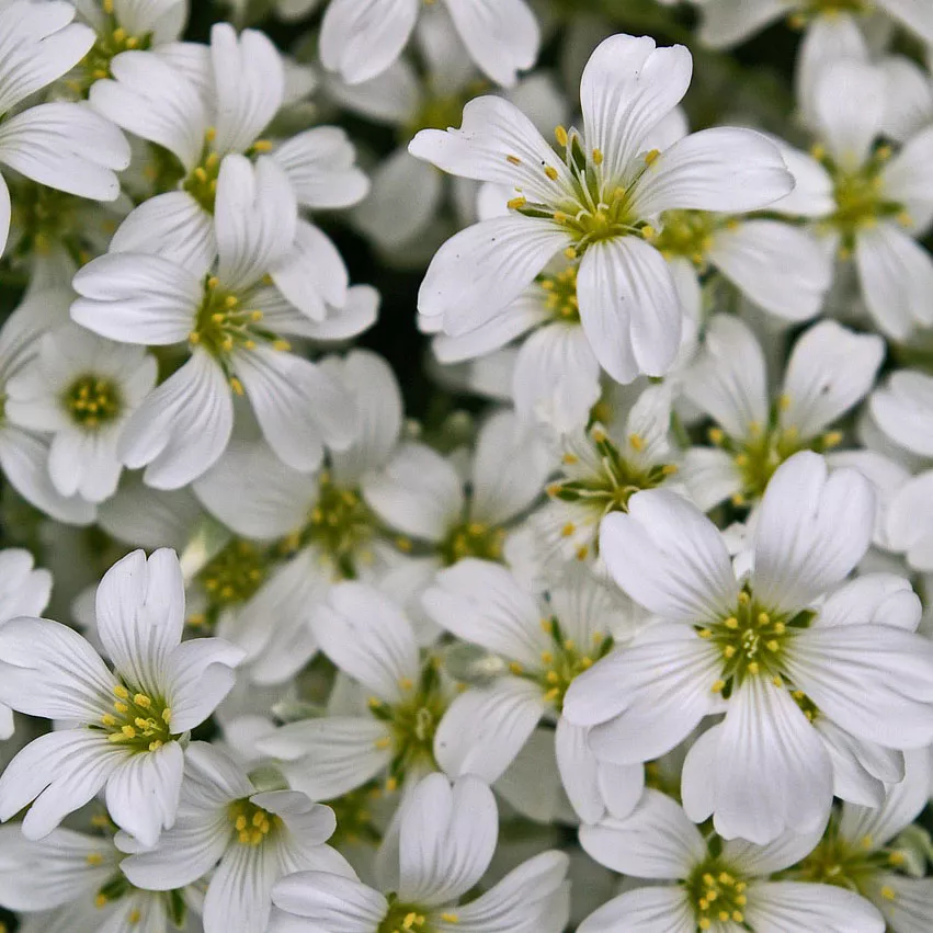 Ясколка v3 Push 