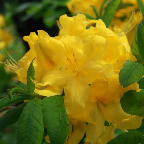 Азалия Аннеке с2 BL 