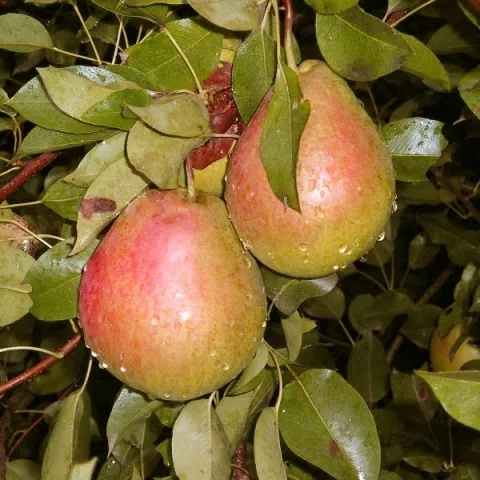 Груша Россошанская красивая 3-х летка Tim 