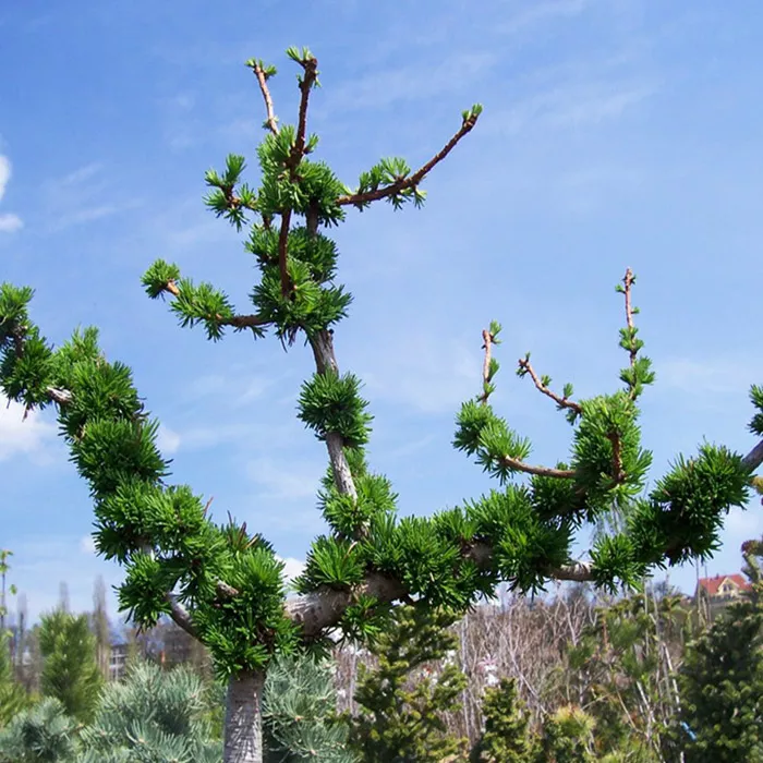 Растение лиственница европейская Крейчи 90 cm stam cont. 5,0L Mt 