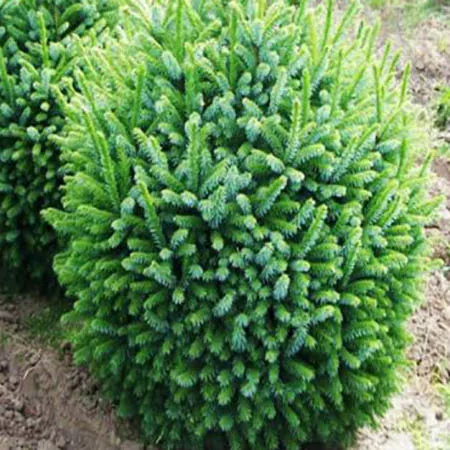 Ель сербская Нaнa 40-60 Sav 