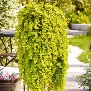 Каллизия Желтая кашпо d15 ХР 