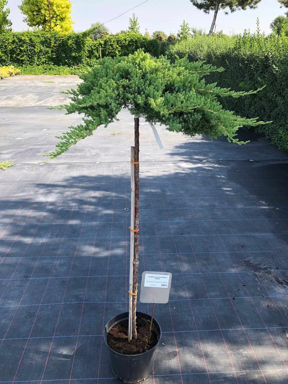 Можжевельник лежачий Нана v7,5 40см штамб 