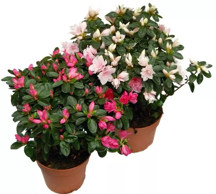 Азалия Симси d12 h20 