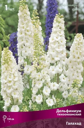 Корневище Дельфиниум тихоокеанский Галахад1 штПоиск 