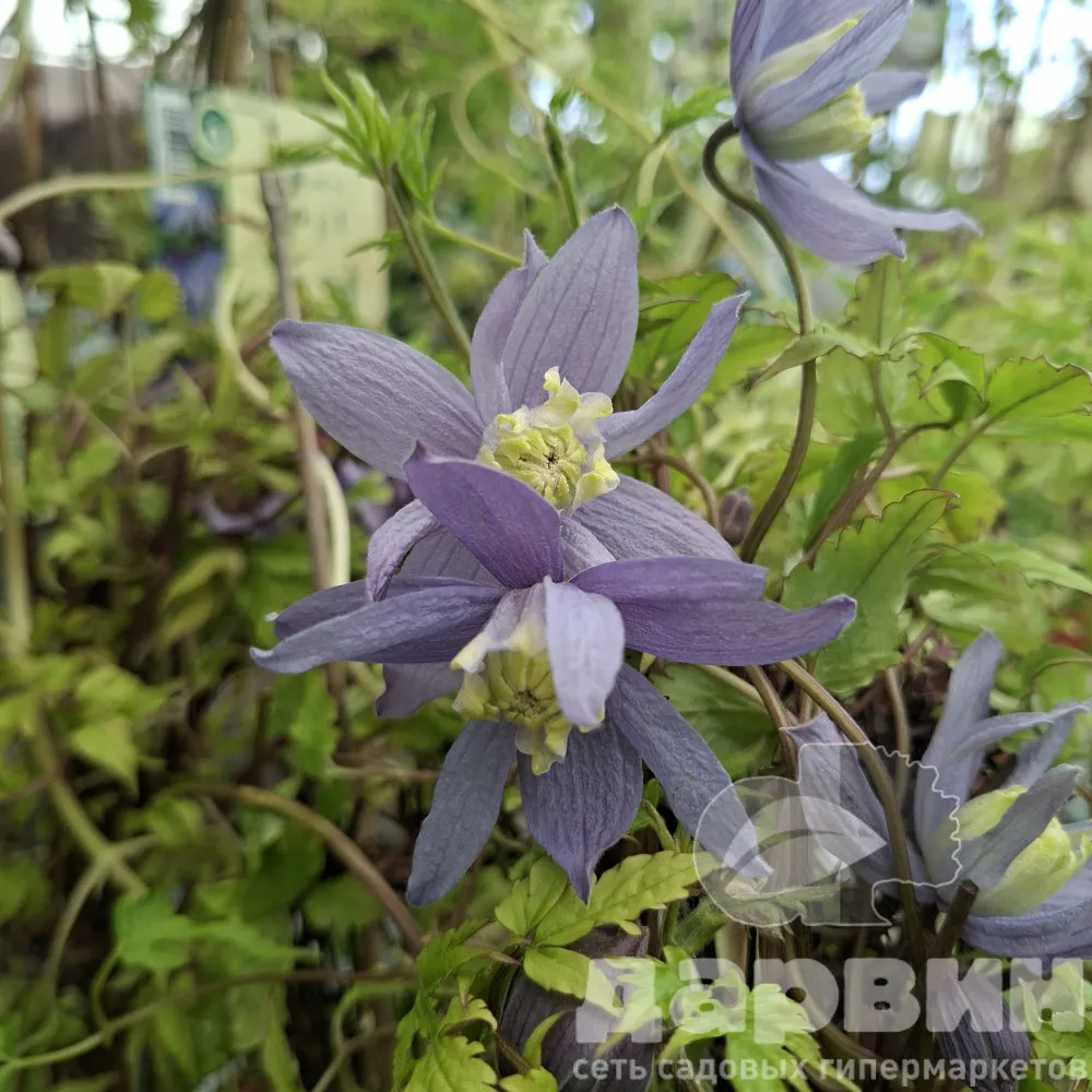 Клематис Сесиль v2 CL 