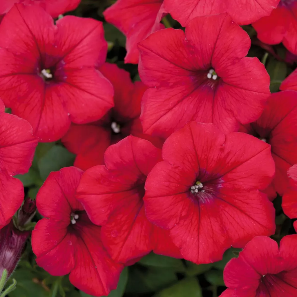 Петуния Шар Потуния красная D23 ПВ 