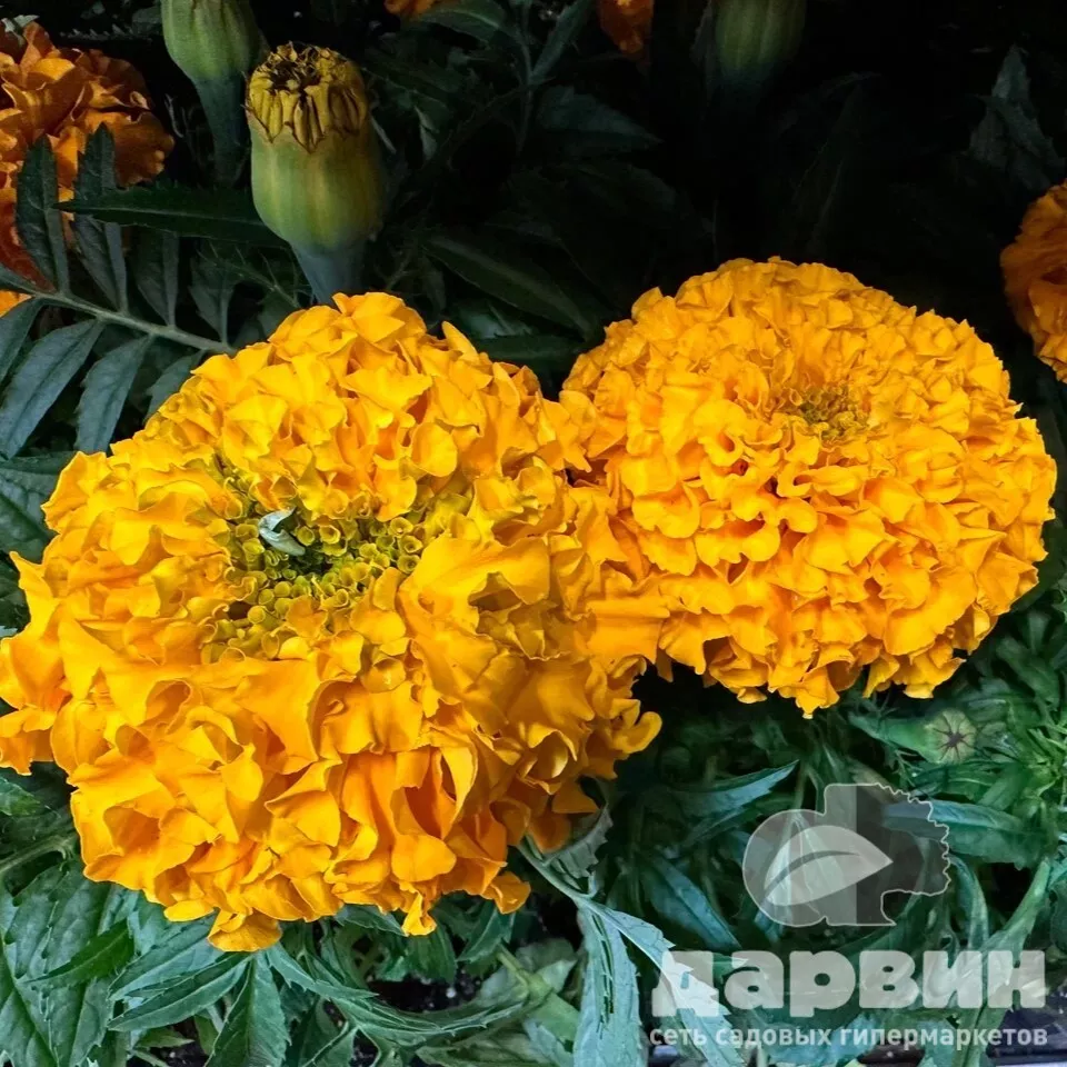 Бархатцы крупноцветковые (Тагетес прямостоячий) в кассете 6 шт Tim 