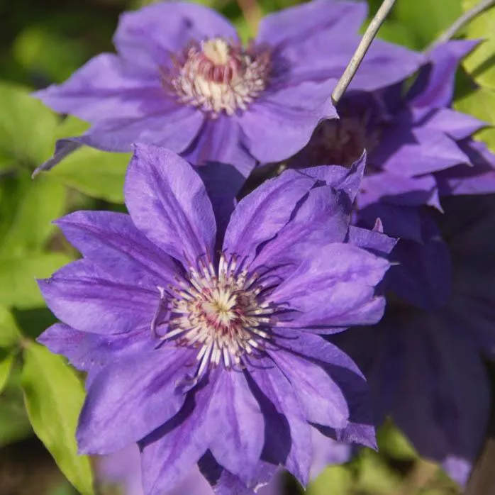 Клематис Коперникус р9 