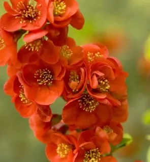 Айва японская "Sargentii" контейнер 5л Niv 