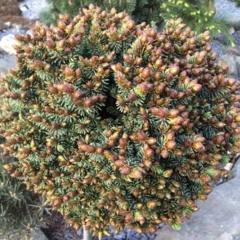 Ель сизая Пардубице на штамбе h 40 см C4 Mt 