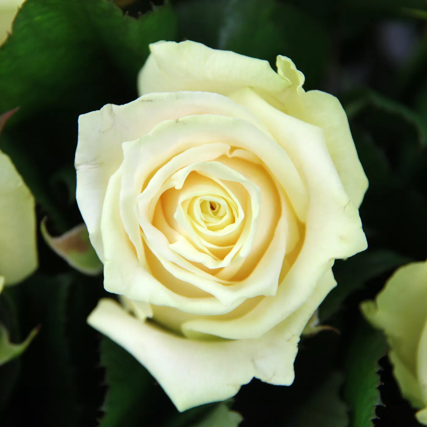 Роза чайно-гибридная Магади v5 Lav 