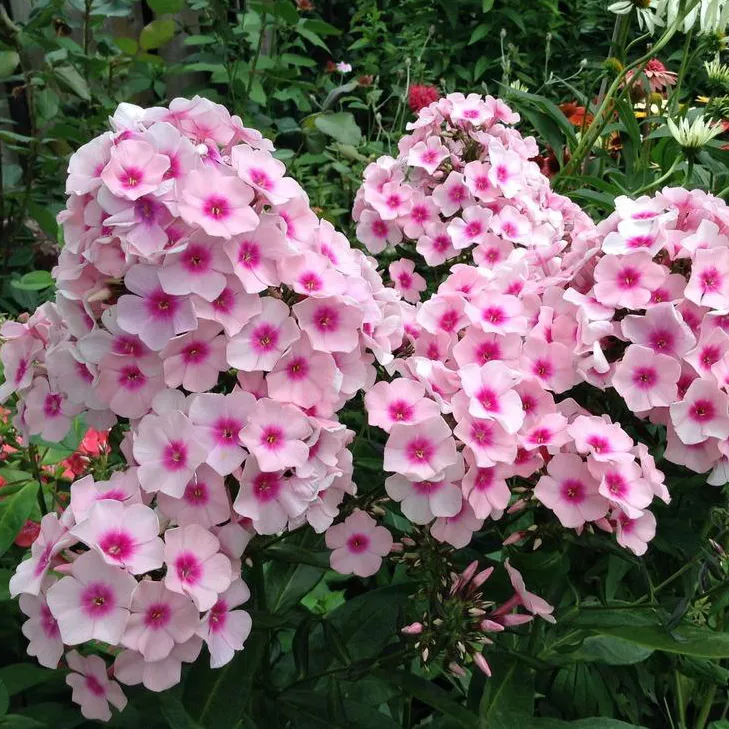 Флокс метельчатый Брайт Айз v2 Lav 