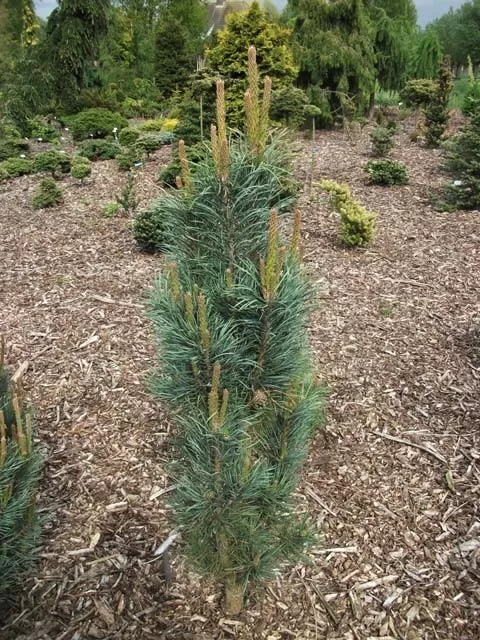 Сосна обыкновенная Фастигиата 40-50 cm Mt 