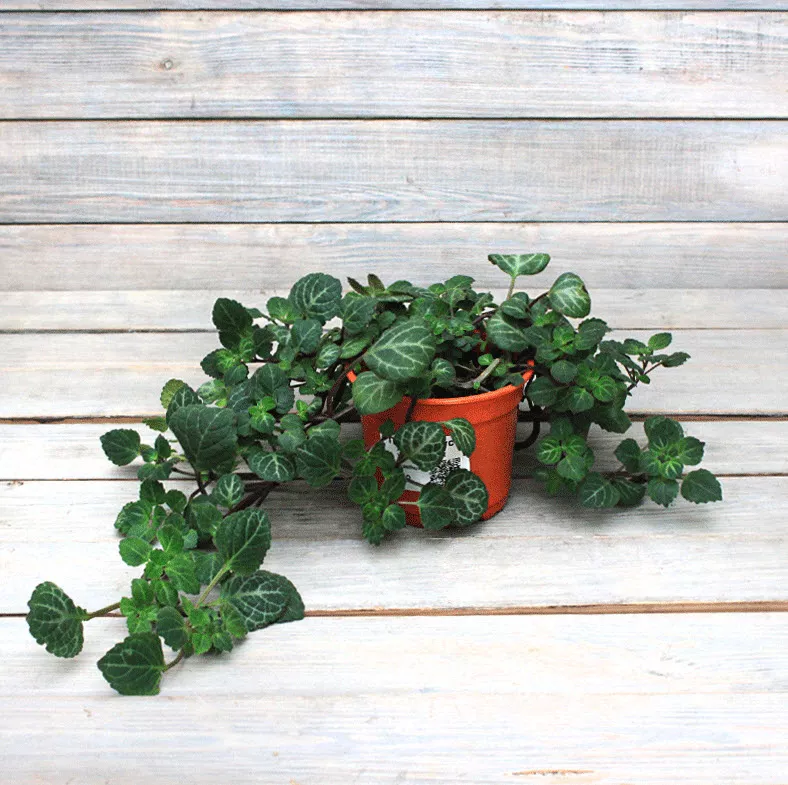 Плектрантус Эртендаля плант микс d8 10 ХР 