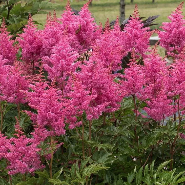 Астильба Ротлихт Tim 