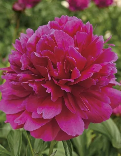 Пион молочноцветковый Фиона 2-3 1шт Поиск 