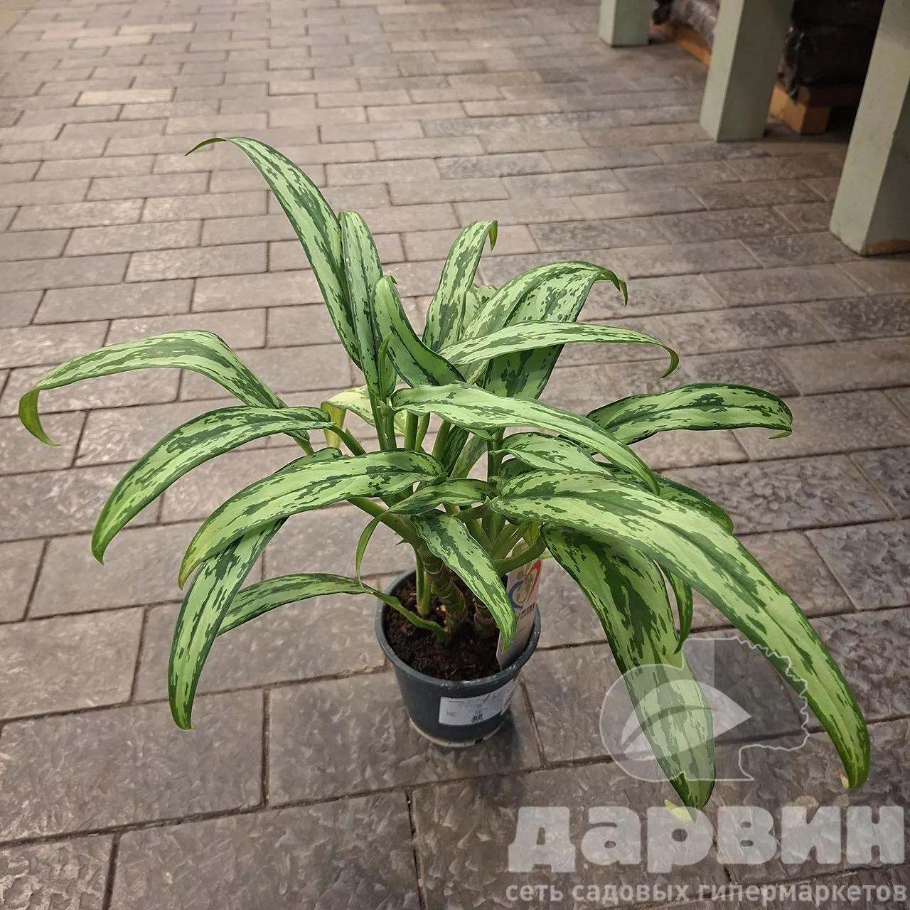 Аглаонема Кутласс д12 х35 (2) WM