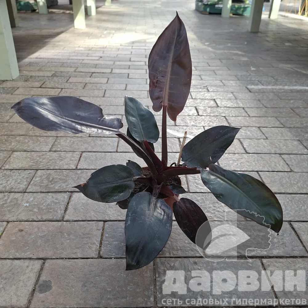 Филодендрон Мак Колли  d12 h30 